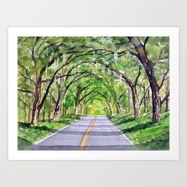 Canopy Of Live Oak Trees Art Print