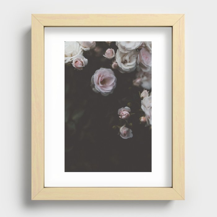 Beautiful blush pink roses Recessed Framed Print