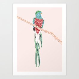 Quetzal Art Print