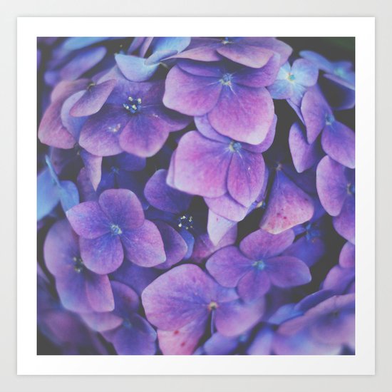 Hydrangea Art Print