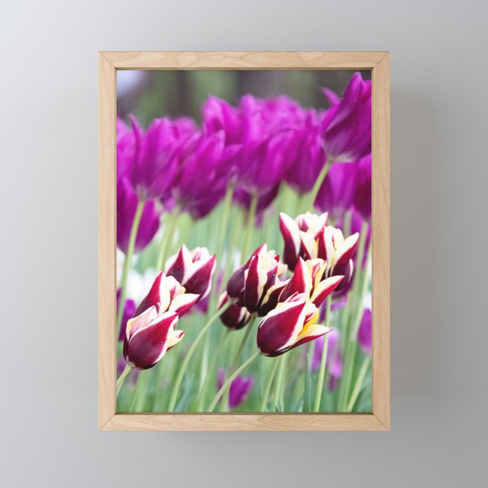 Puple Tulip Framed Mini Art Print