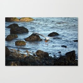 Gull Catches Crab Canvas Print
