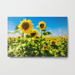 Three's Company - Trio of Sunflowers in Kansas Metal Print | Print, Sunflower, Field, Blue, Color, Farm, Flowers, Yellow, Photo, Midwestern 