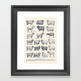 Types of Sheep Framed Art Print