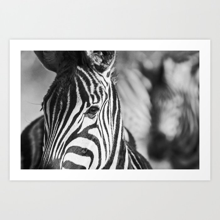 Zebra print | Zebra portrait | Zebra photography | South Africa Art Print