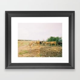 cows Framed Art Print