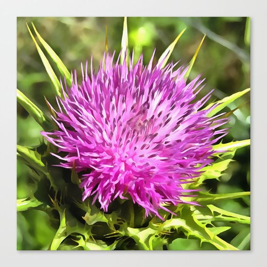 Purple Thistle Wildflower Canvas Print