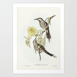 Lunulated Wattle Bird (Anthochaera lunulata) illustrated by Elizabeth Gould (1804–1841) for John Gou Art Print