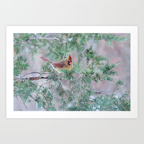 Pretty Female Cardinal Art Print