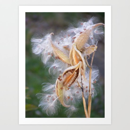 Milkweed Art Print