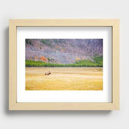 Lone Elk, Yellowstone National Park Recessed Framed Print