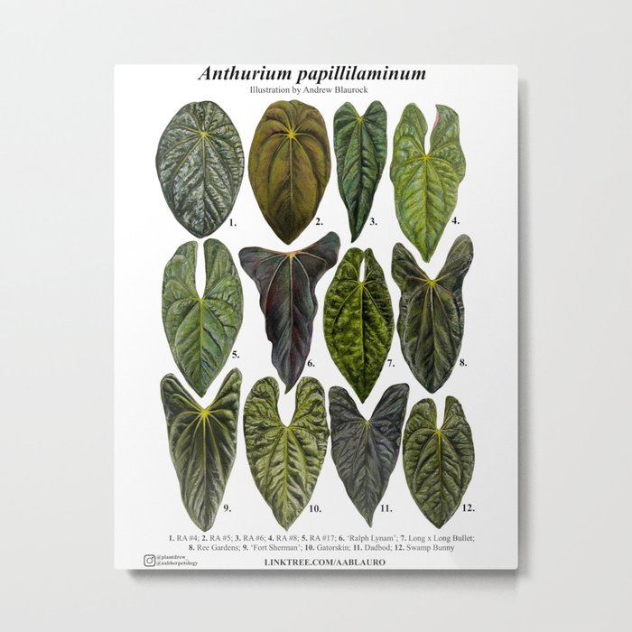 Anthurium papillilaminum clones: part 1 Metal Print