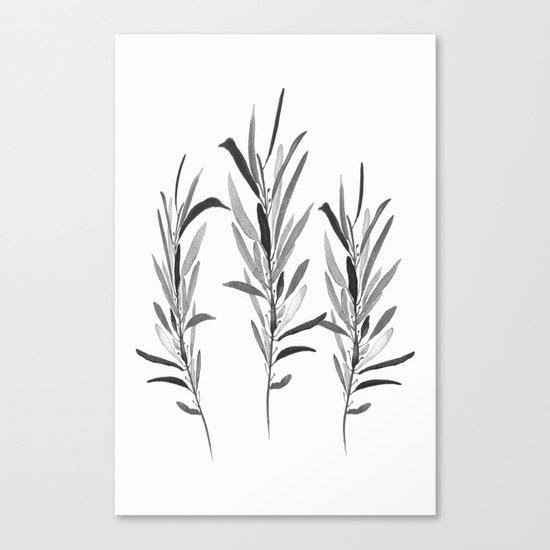 Eucalyptus Branches Black And White Canvas Print