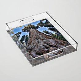 Redwood big; redwoods of California; John Muir woods giant trees nature landscape color photograph / photography Acrylic Tray