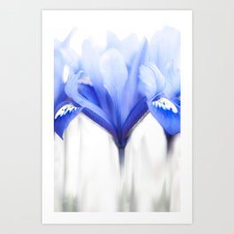 Blue Iris 1 Art Print