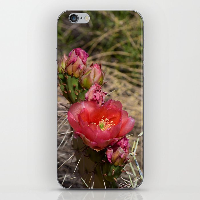 Cacti in Bloom - 4 iPhone Skin