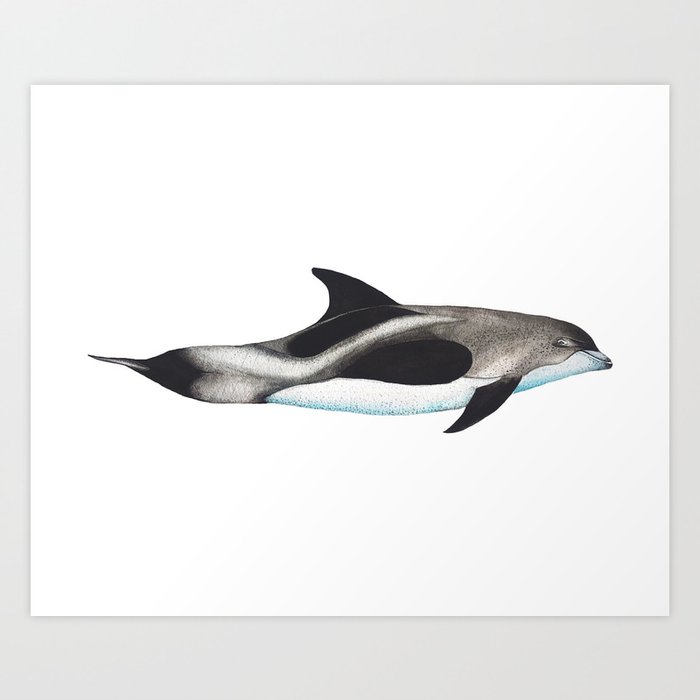 White-Beaked Dolphin Art Print