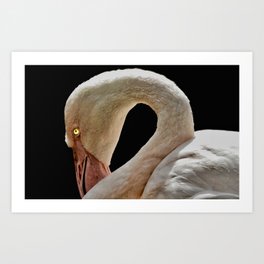Flamingo aren't Evil Art Print | Animalphotos, Wildlife, Stare, Digital Manipulation, Flamingo, Krill, Color, Evilbird, Photo, Staring 