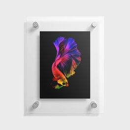 Abstract colourful betta fish i call it dance Floating Acrylic Print