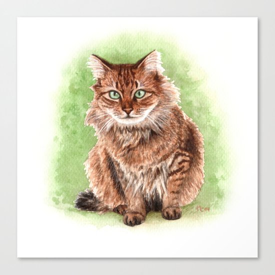Somali cat portrait Canvas Print