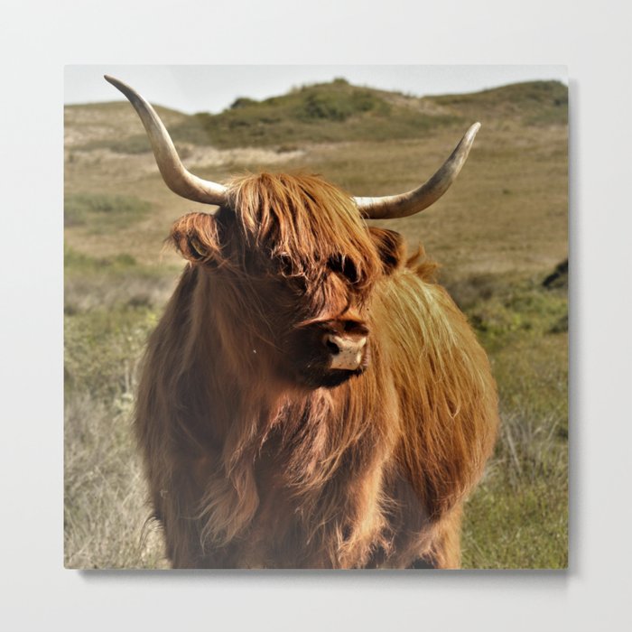 Scottish Highland Cow | Scottish Cattle | Cute Cow | Scottish Cow | Cute Cattle 03 Metal Print