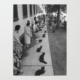 Black Cats Auditioning in Hollywood black and white photograph Poster