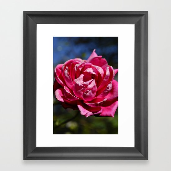 rose Framed Art Print