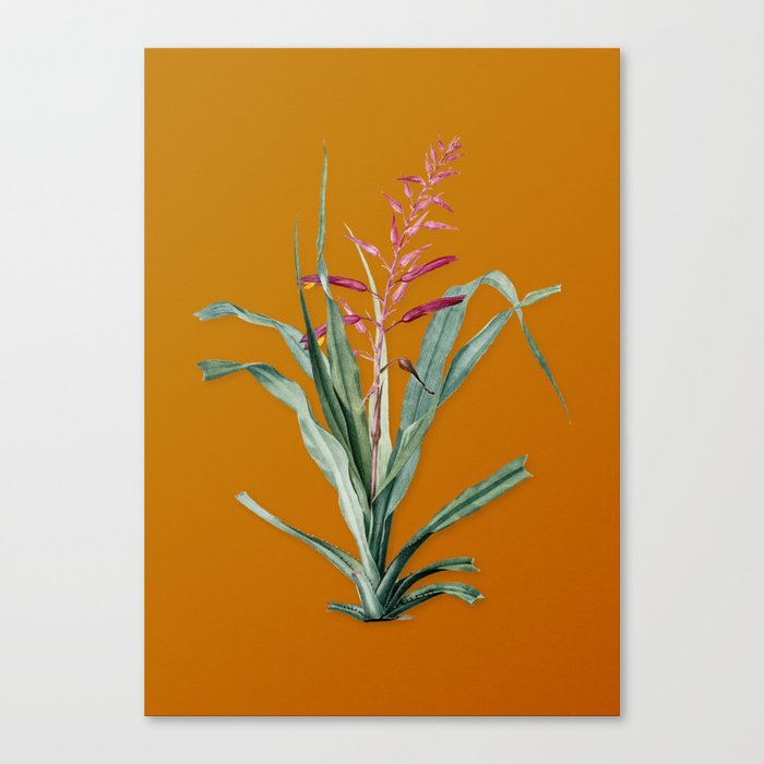 Vintage Pitcairnia Bromeliaefolia Botanical Illustration on Bright Orange Canvas Print