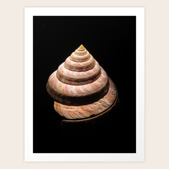 Shell 1 Art Print