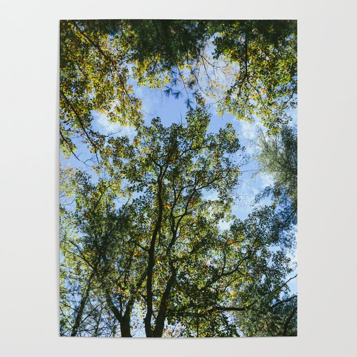 Forest DayDreaming Poster