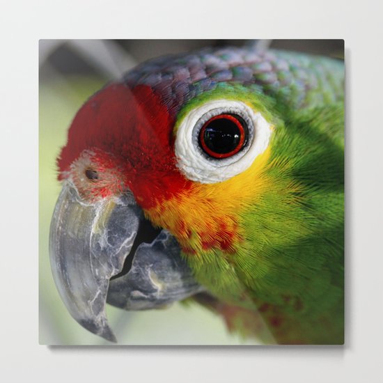 Parrot_2015_0207 Metal Print