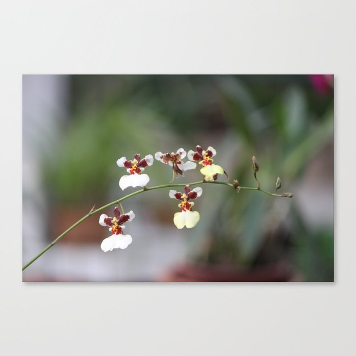 A Beauty Orquídea Canvas Print