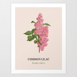 Common Lilac Art Print