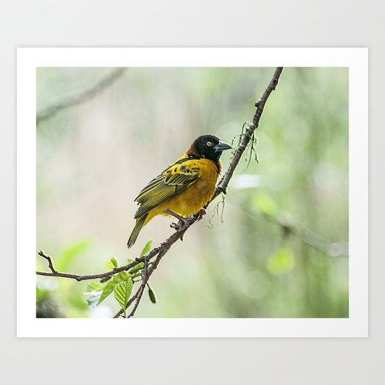 Village Weaver Bird Art Print