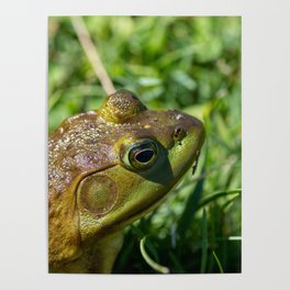 Green Frog closeup Poster