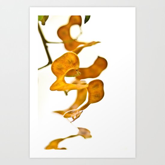 Seedpods Art Print
