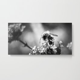 Bee on Flower in Black and White Metal Print