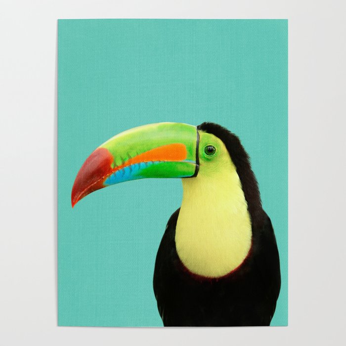 Toucan Bird - Blue Poster
