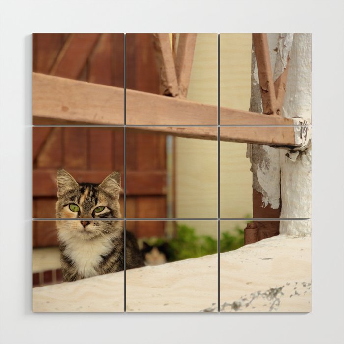 Quirky, rough and tumble Martinique Cat, Street Cat Wood Wall Art