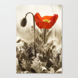 Poppy Red 0171 Canvas Print