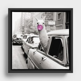 Perfect Pink Bubble Gum Llama taking a New York Taxi black and white photograph Framed Canvas