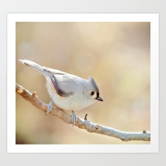Sunlit Titmouse Art Print