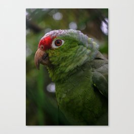 Amazon Green Parrot in Costa Rica Canvas Print