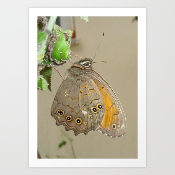 Meadow Brown Butterfly Feeding On Aphids Art Print