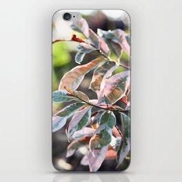 Pink Ficus  |  The Houseplant Collection iPhone Skin