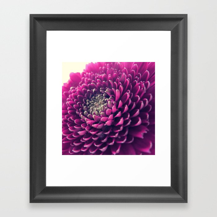 Purple Germini Closeup 1 Framed Art Print
