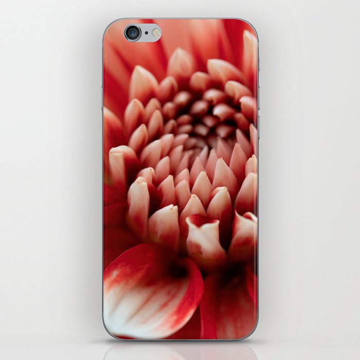Majestic Red-White Dahlia Flower iPhone Skin