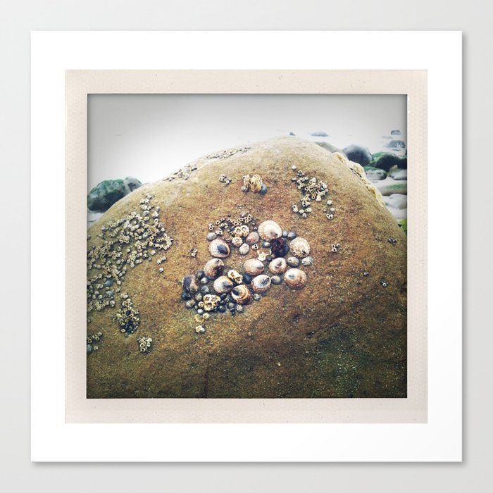 California Coast III: Beach photo of shell-covered rock, perfect for your wall or as a gift! Canvas Print