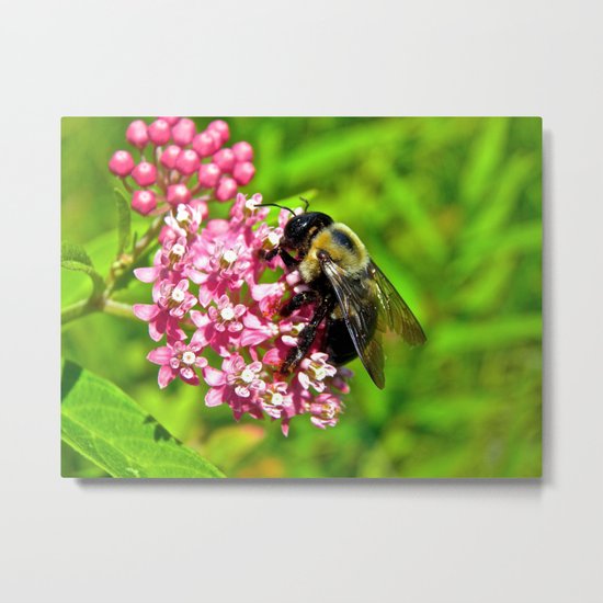 Bombus Auricomus Metal Print