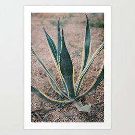 Agave cactus // Ibiza Nature & Travel Photography Art Print